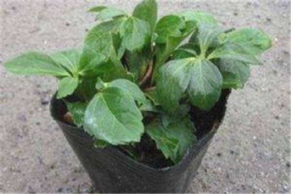 Pachysandra