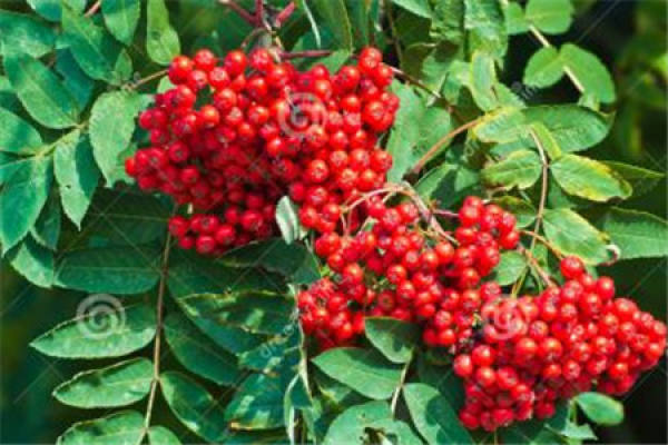 Sorbus