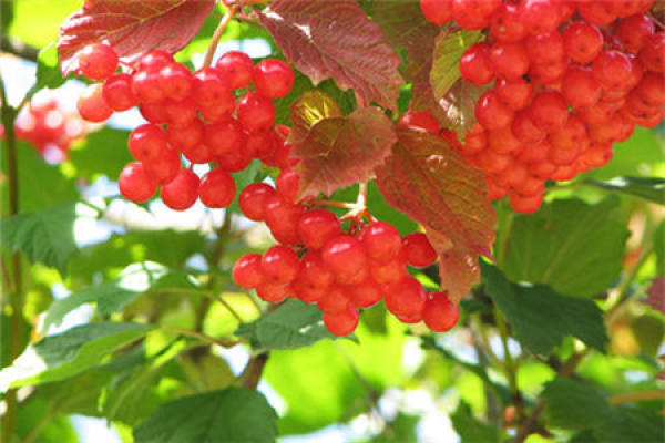 Sorbus