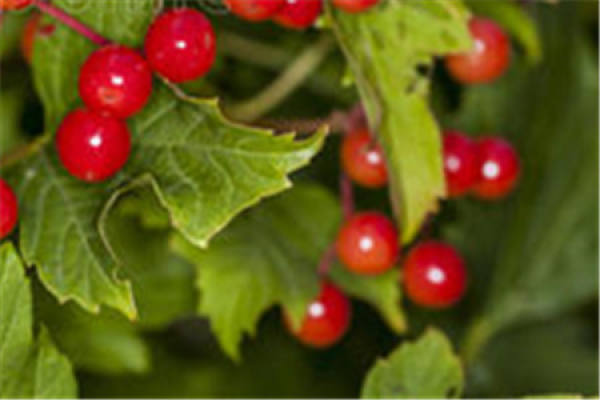 Mountain ash