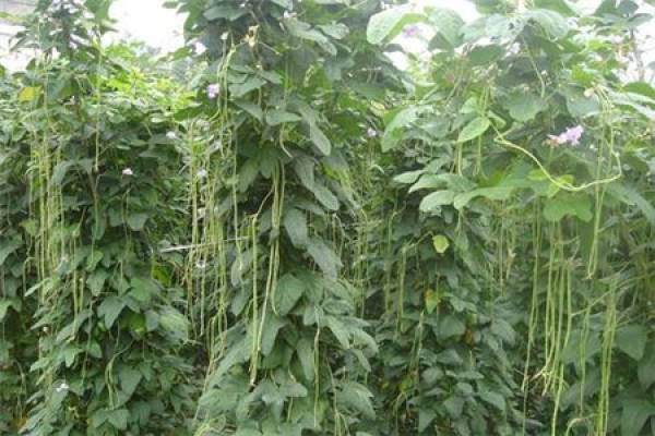 cowpea