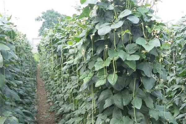 cowpea