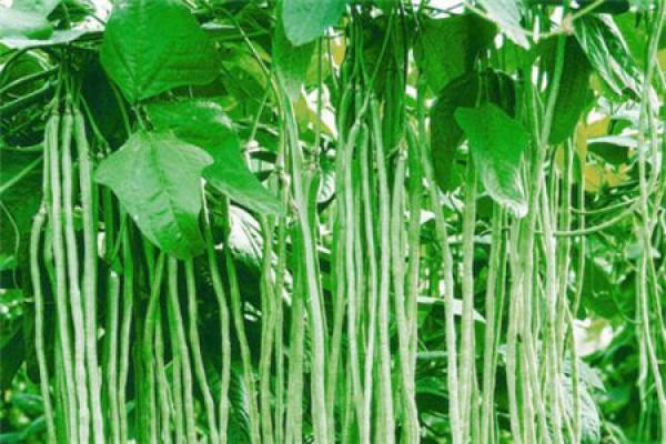 Cowpea