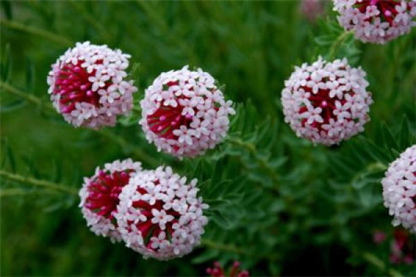 wolf poison flower