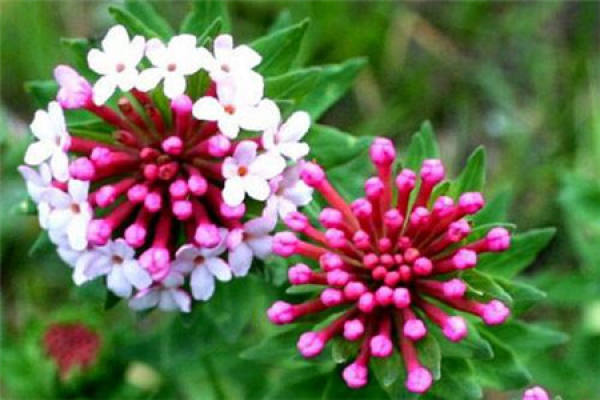 wolf poison flower