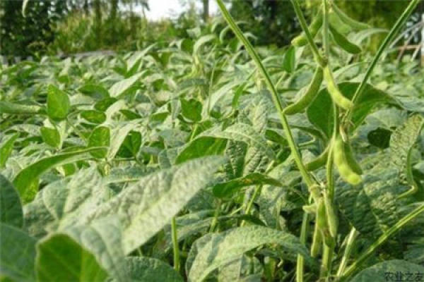 soya bean