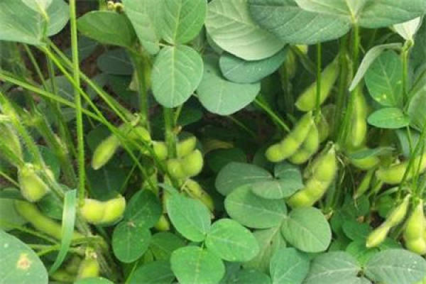 soya bean