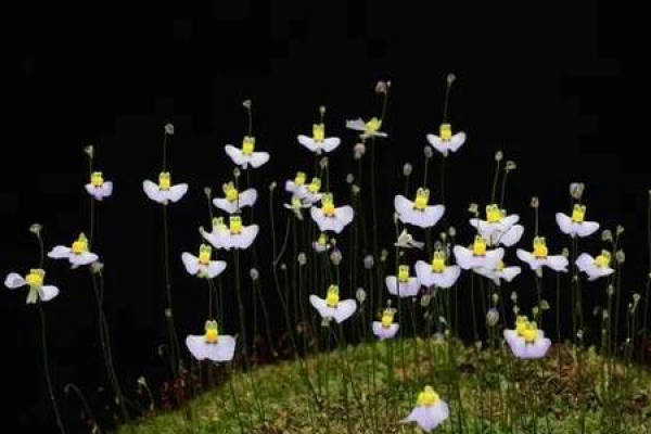 Utricularia alba