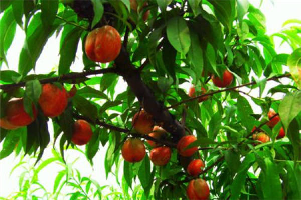 Nectarine
