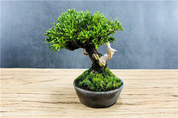 true cypress bonsai