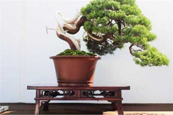 true cypress bonsai