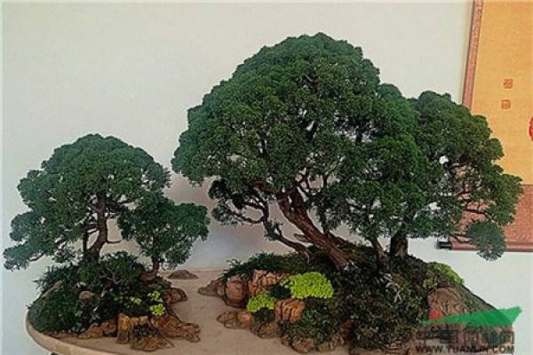 Potted cypress landscape