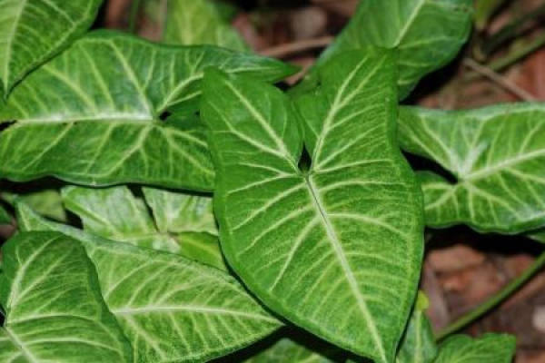 Taro