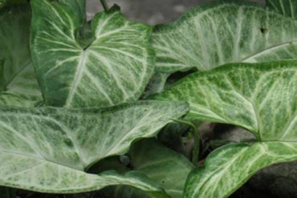 Taro