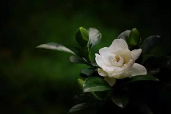 Flos Bufonis