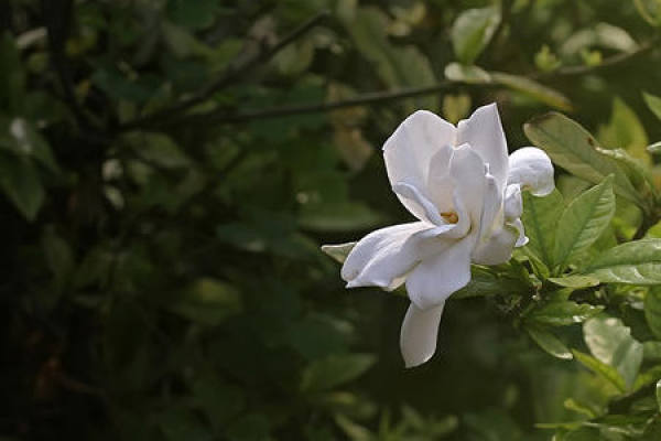Flos Bufonis