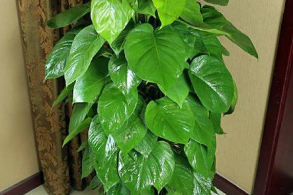Chloranthaceae