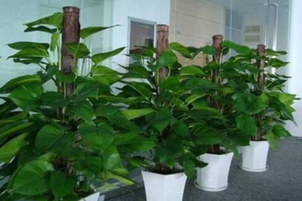 Chloranthaceae