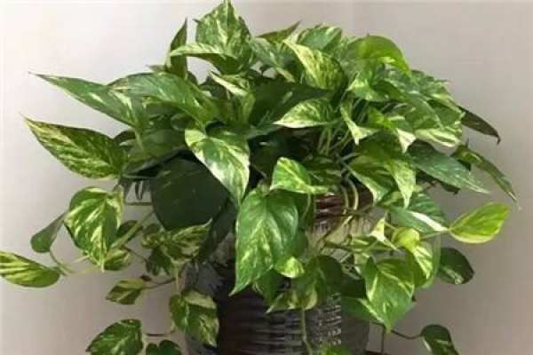 Chloranthaceae