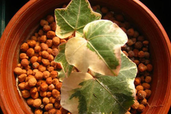 Ivy vine