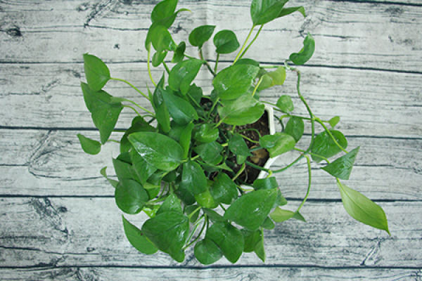 Ivy vine
