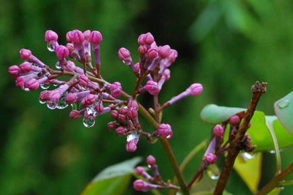 Lilac Flower