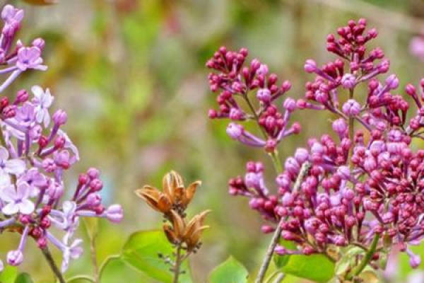 lilac