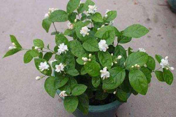 Jasmine