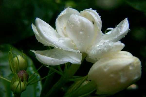 Jasmine