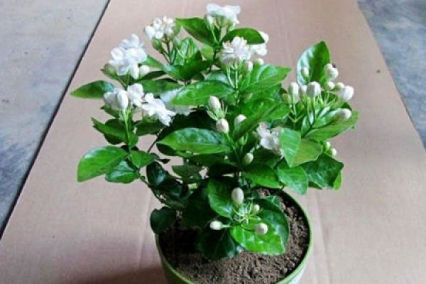 Jasmine