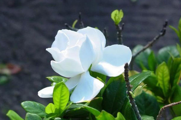 Jasmine