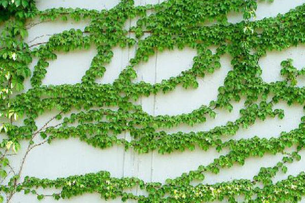 Chinese ivy