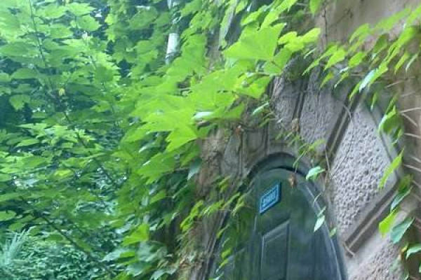 Chinese ivy
