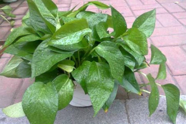 Chinese ivy