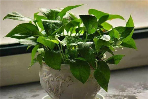 Chinese ivy