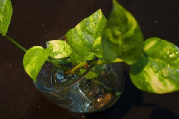 Water Hyacinth