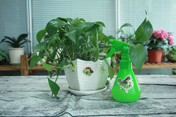 Water Hyacinth