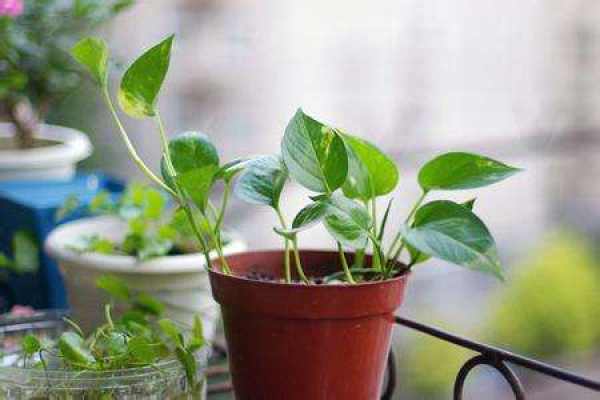 water hyacinth