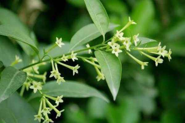 Tuberose