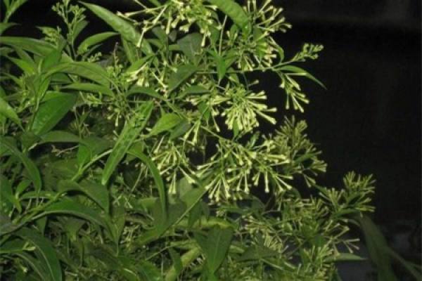 Tuberose