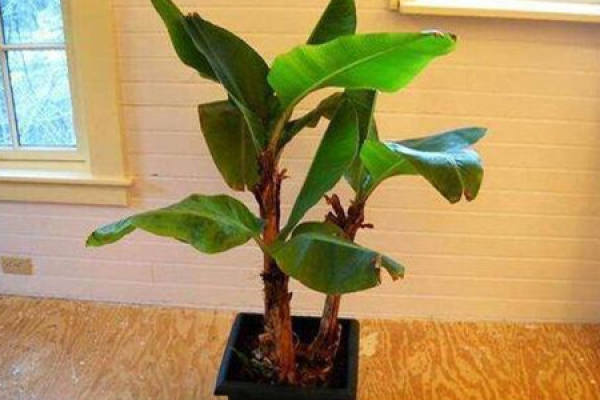 Mini Dwarf Banana