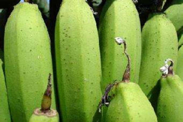 Mini Dwarf Banana