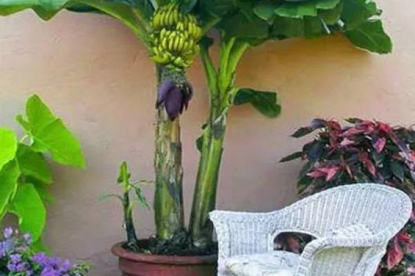 Mini short banana