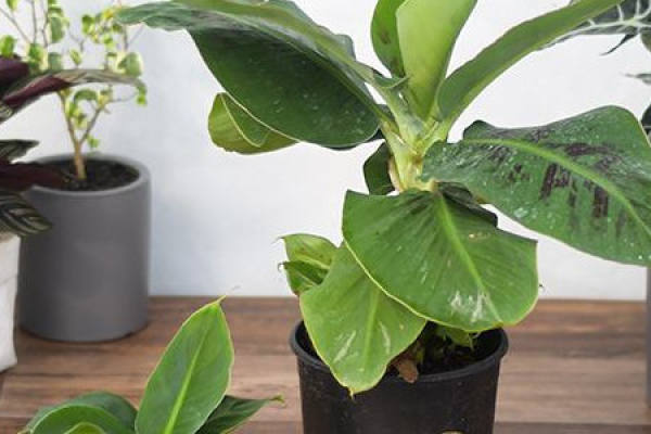 Mini Dwarf Banana