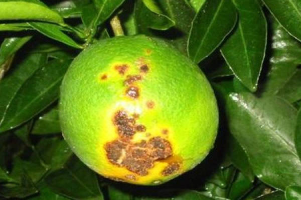 Lemon Tree
