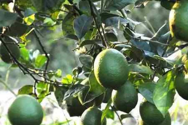 Lemon Tree
