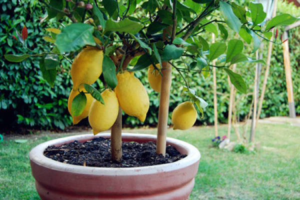 Lemon Tree