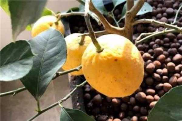 Lemon Tree