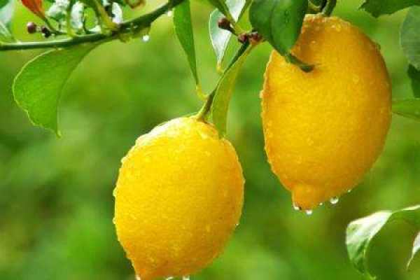 Lemon Tree