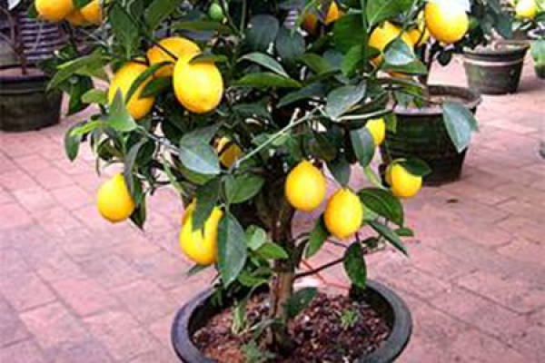 Lemon Tree